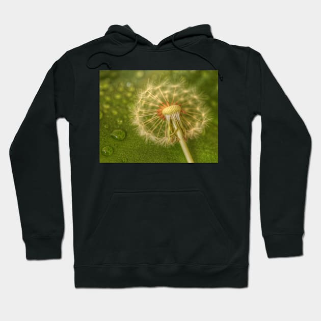 Beauty By The Footpath Hoodie by Michaelm43